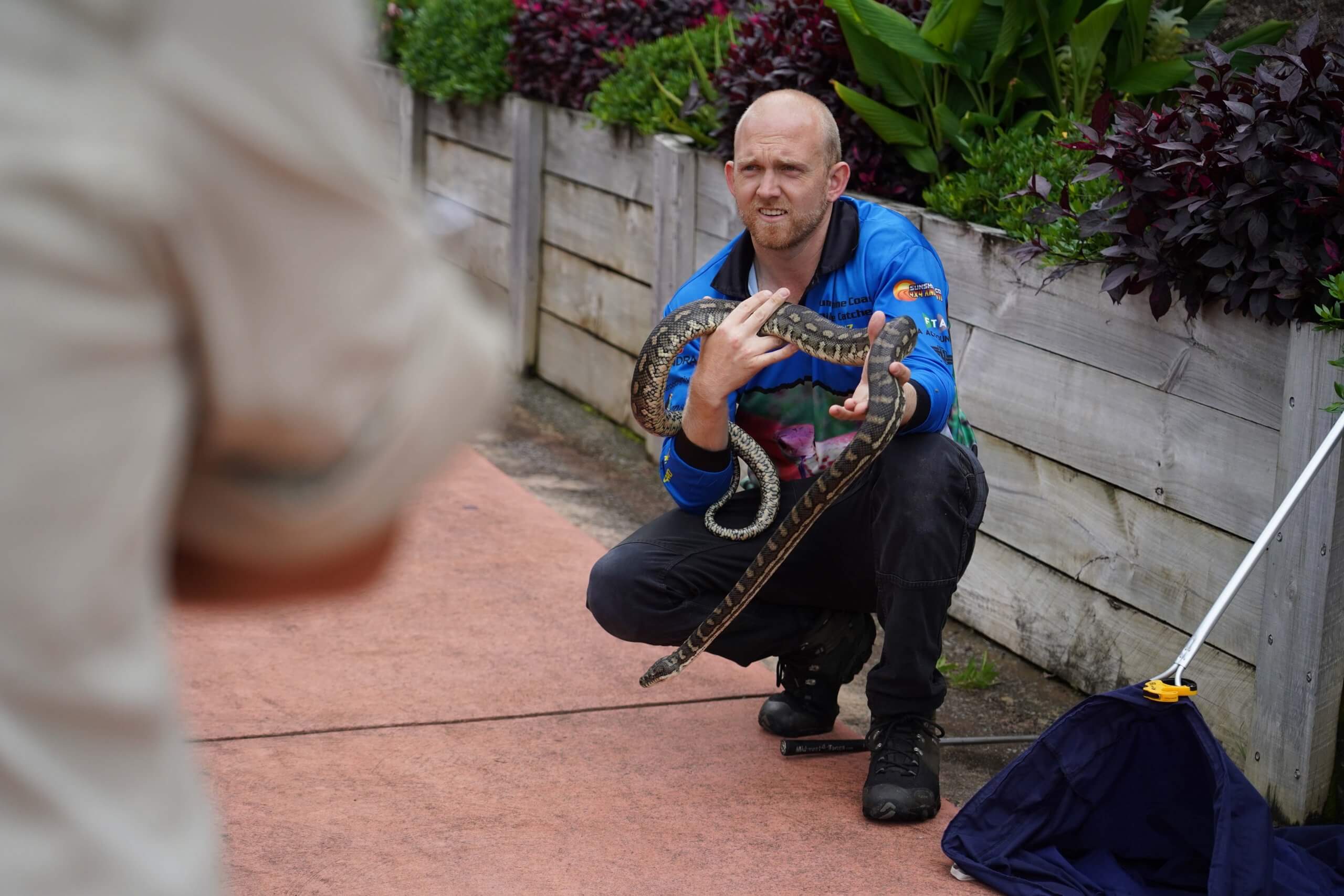 Catching a carpet python at units