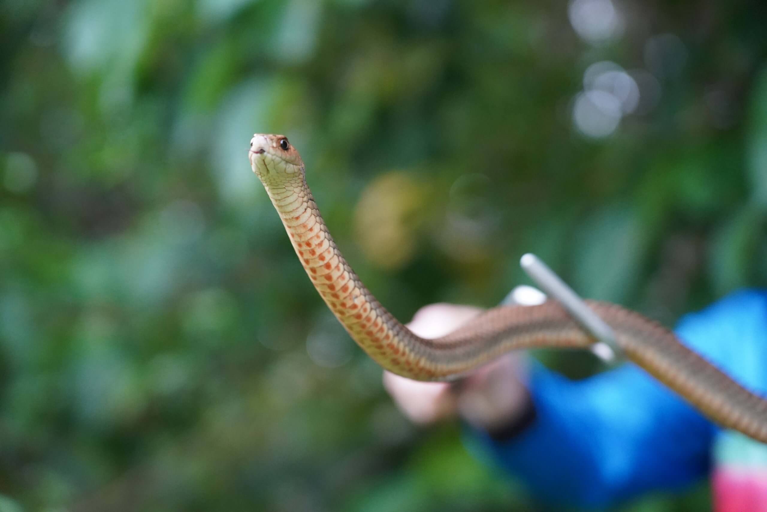 Eastern brown snake caught