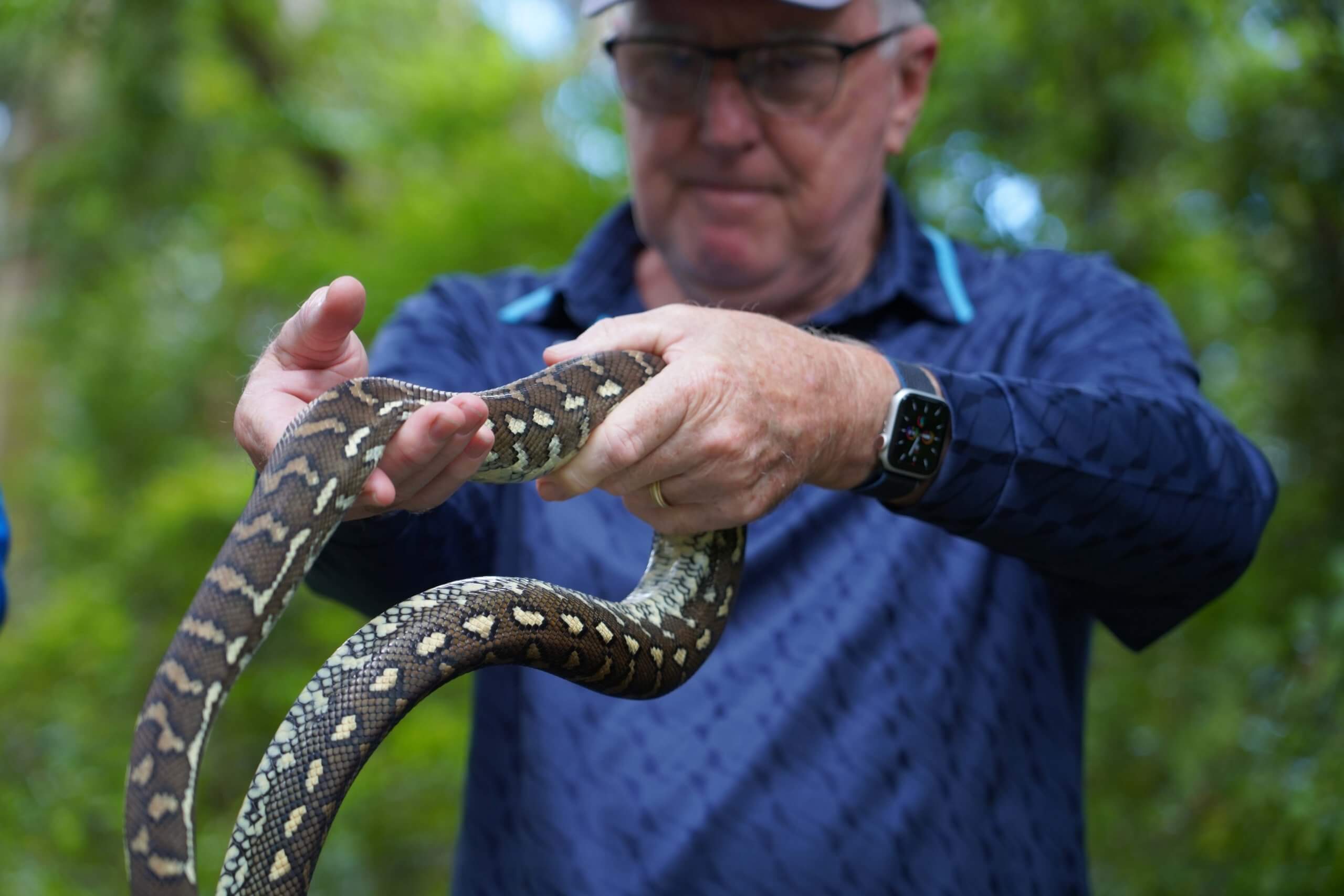 Handling a coastal carpet python on a tour